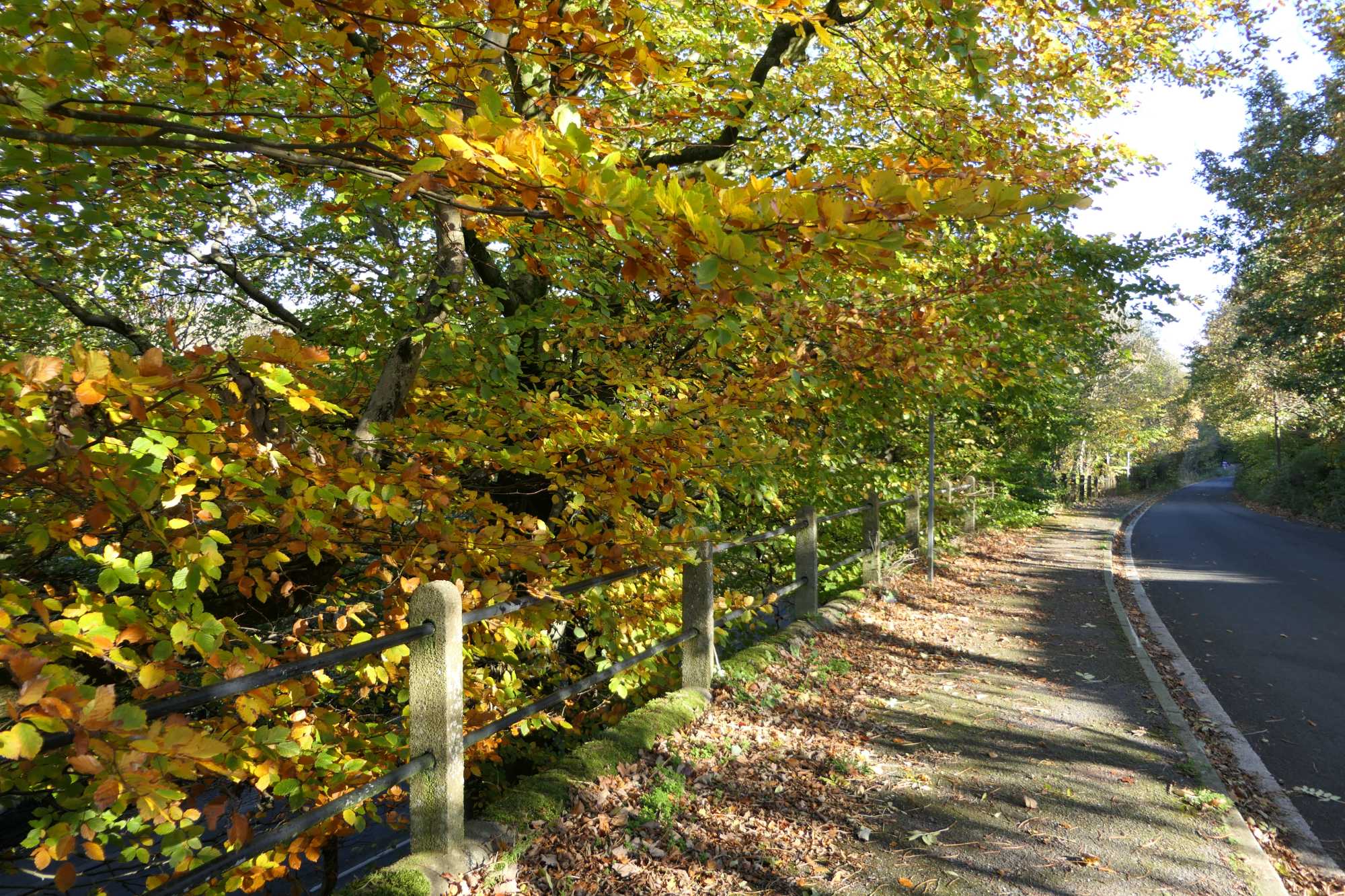 Daily Walk, Country Road