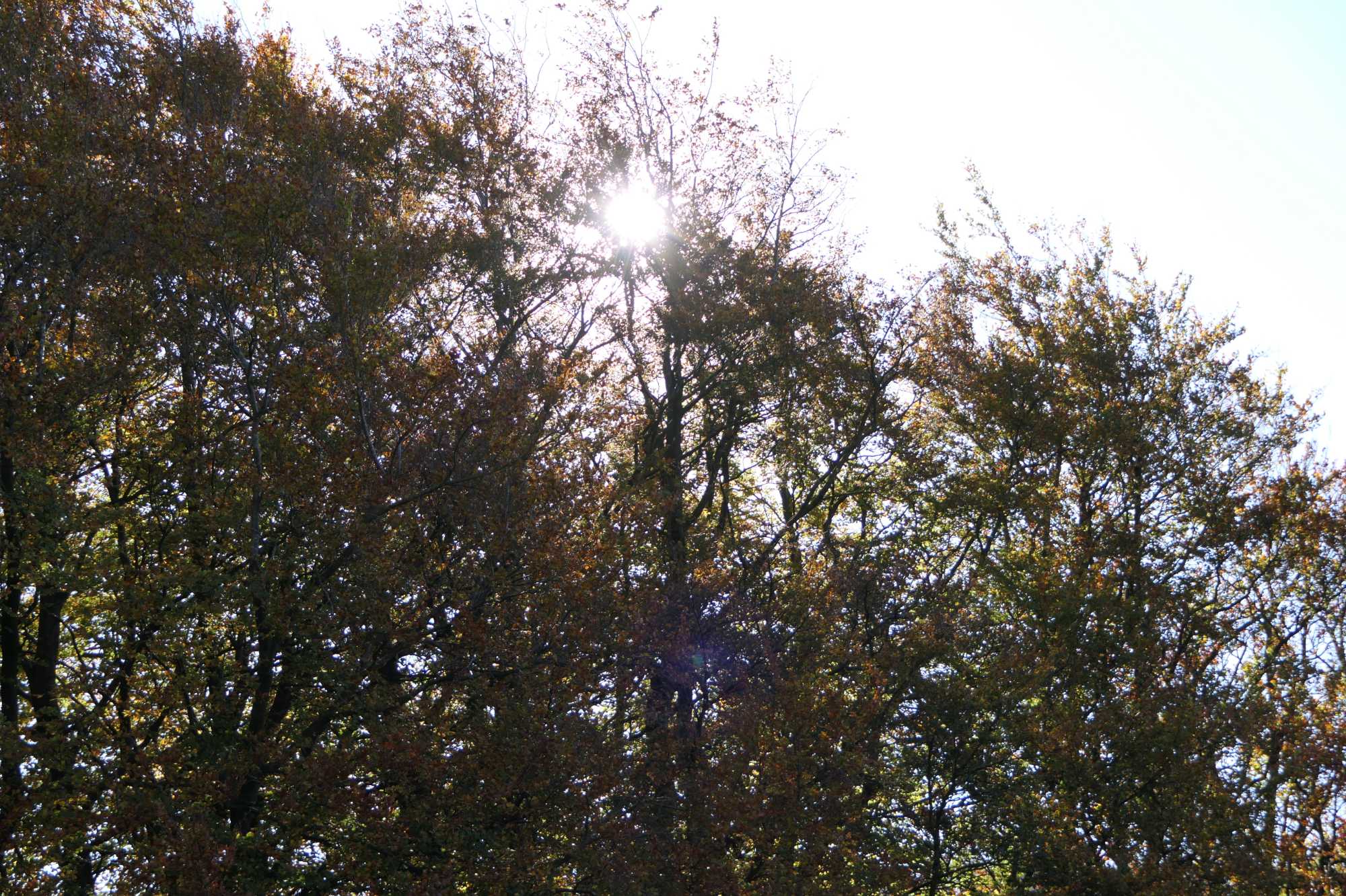 Sun shining through some trees