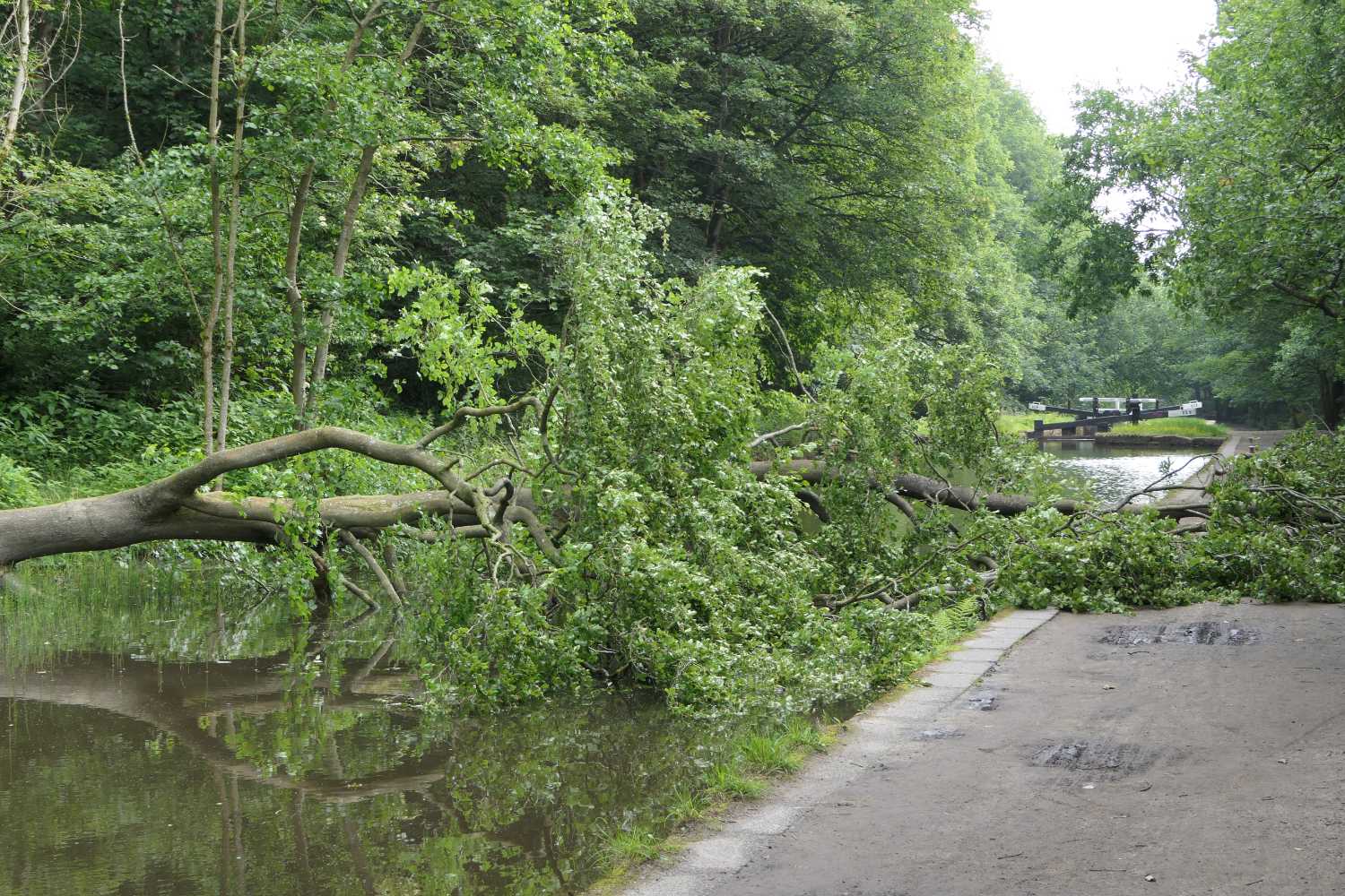 Tree blocking the canal near Saddleworth