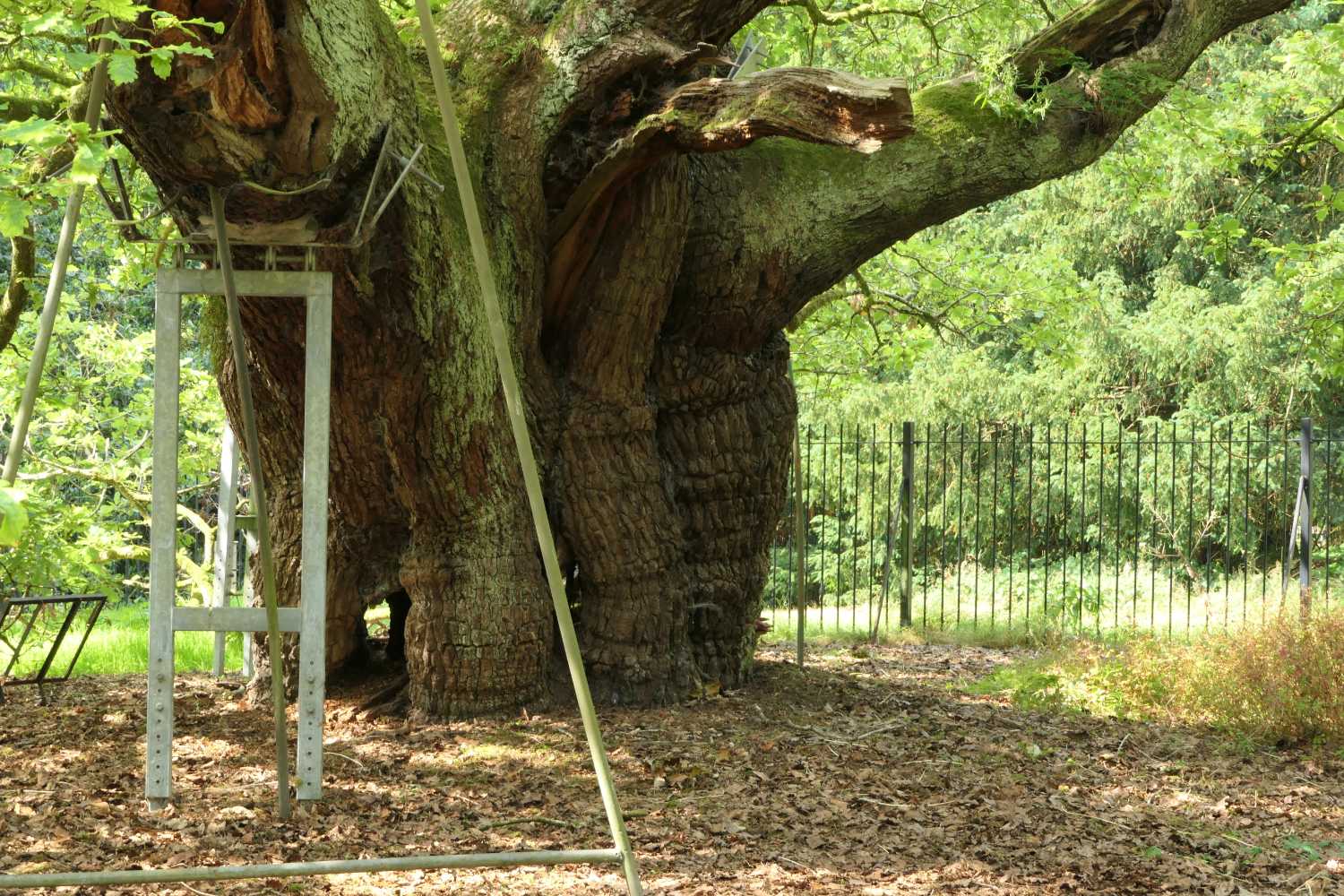 Close up view of the allerton oak tree.