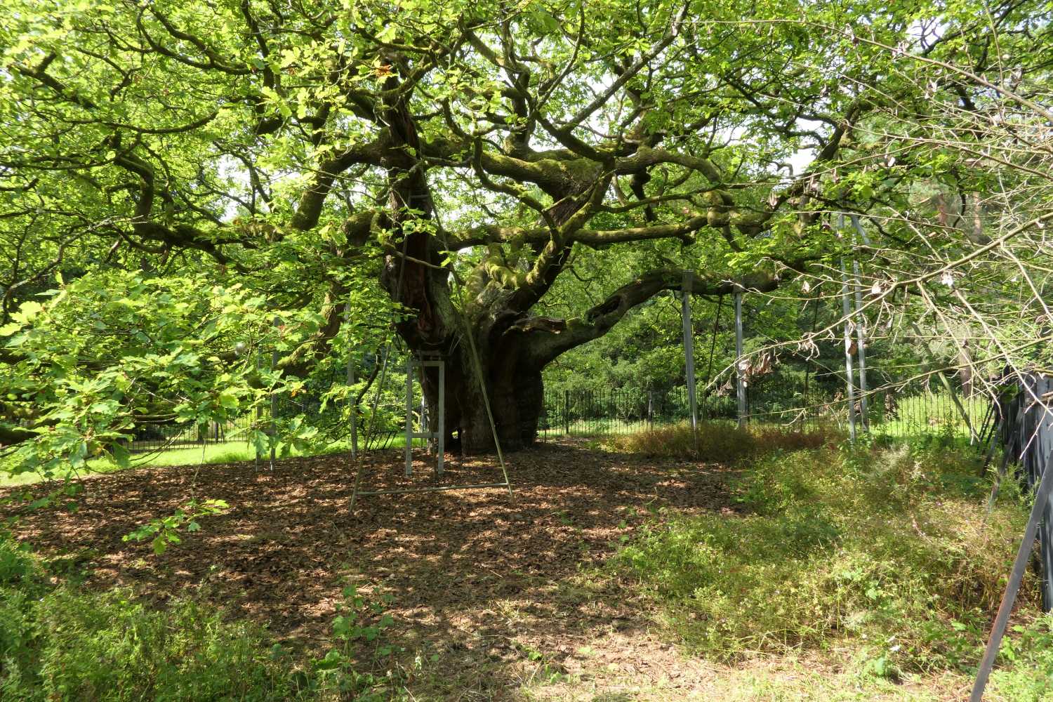View of the allerton oak tree