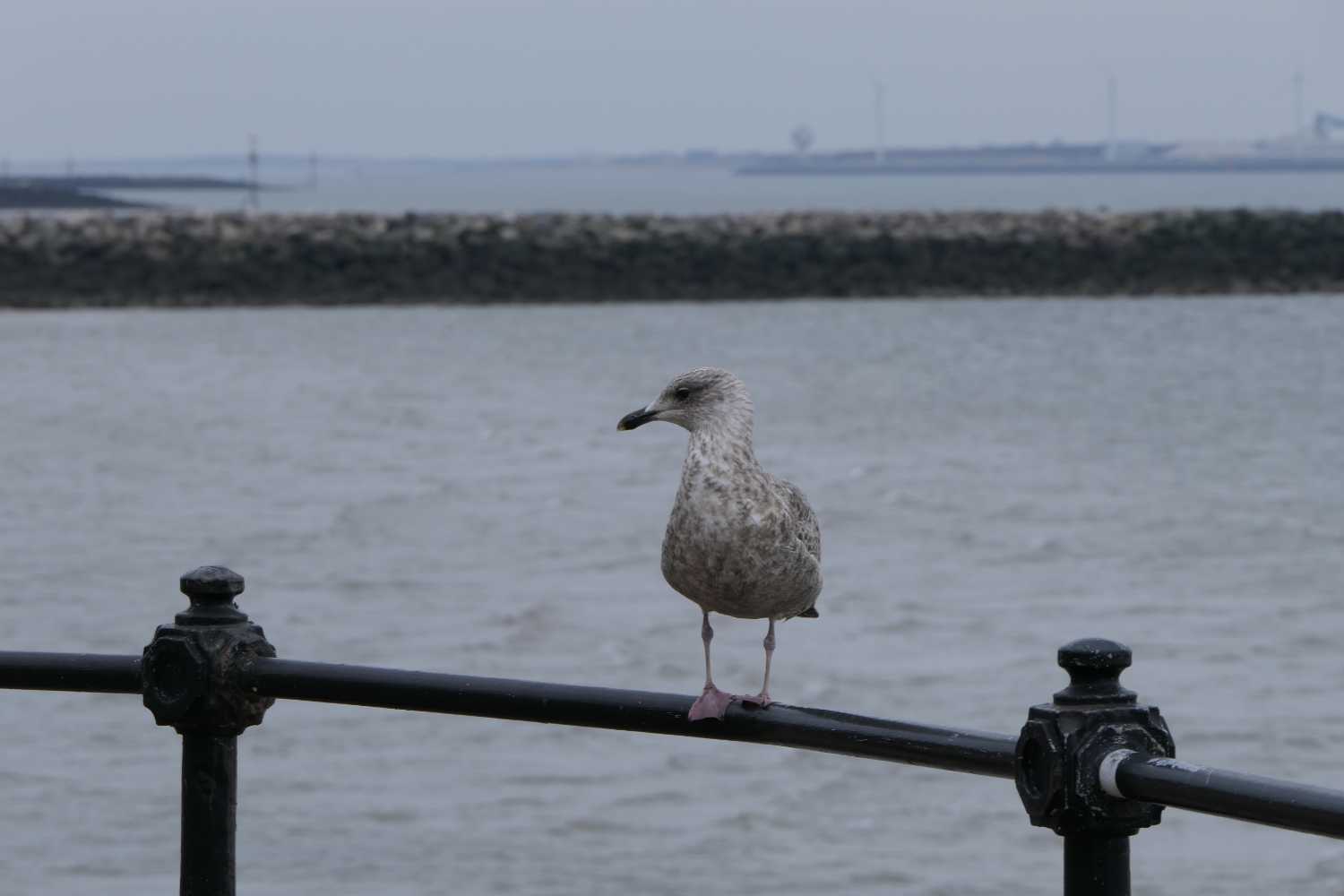 Bird of the rail.