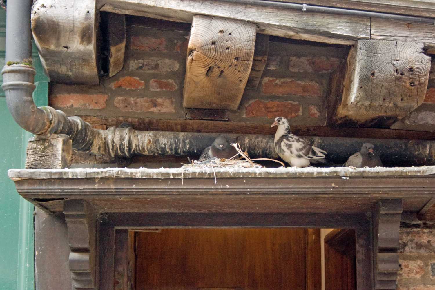 Pidgeon in York.
