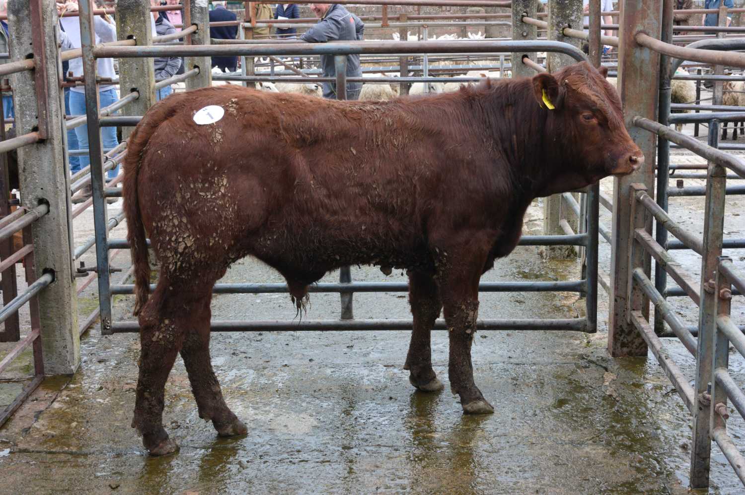 Bull in a cattle pen.
