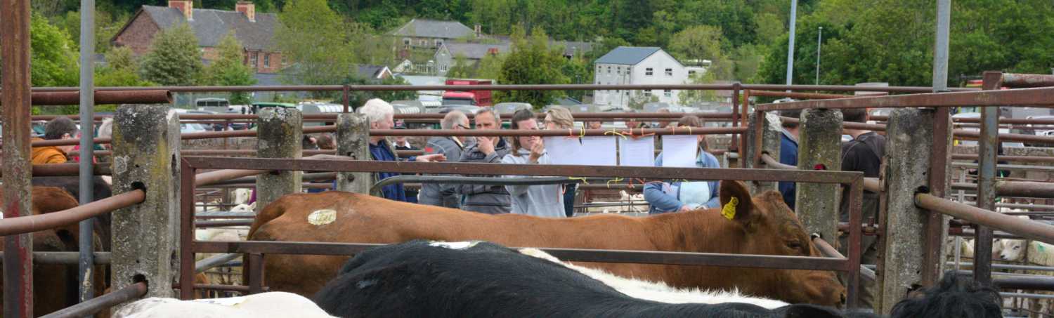 Farmers viewing bulls.
