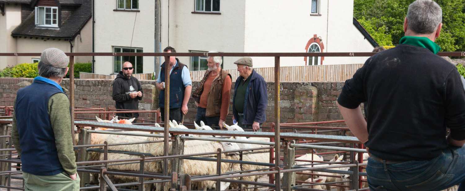 Farmers viewing sheep