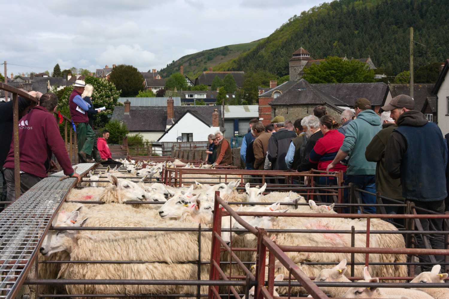 Farmers buying sheep, one