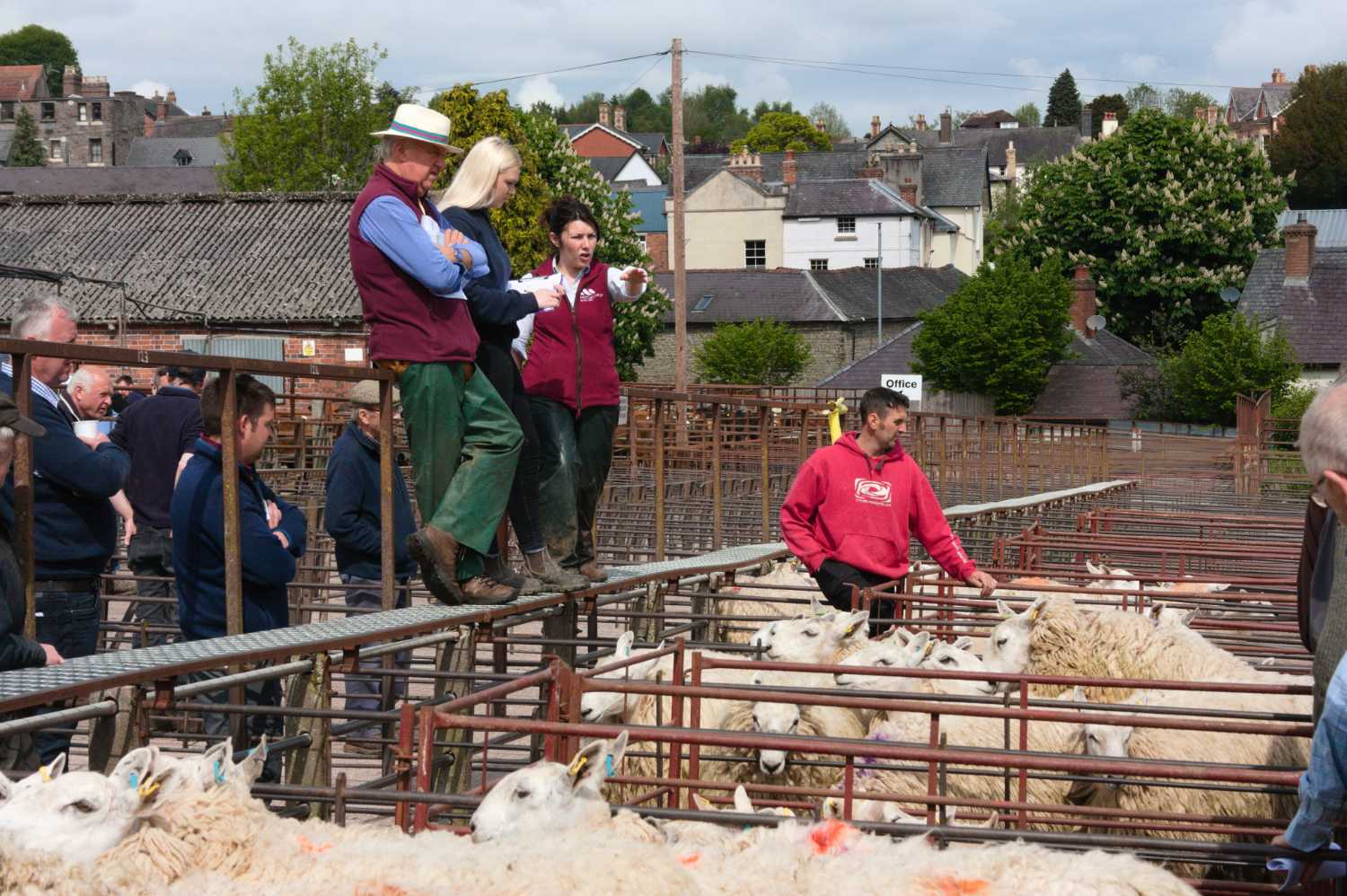 Farmers buying sheep, two