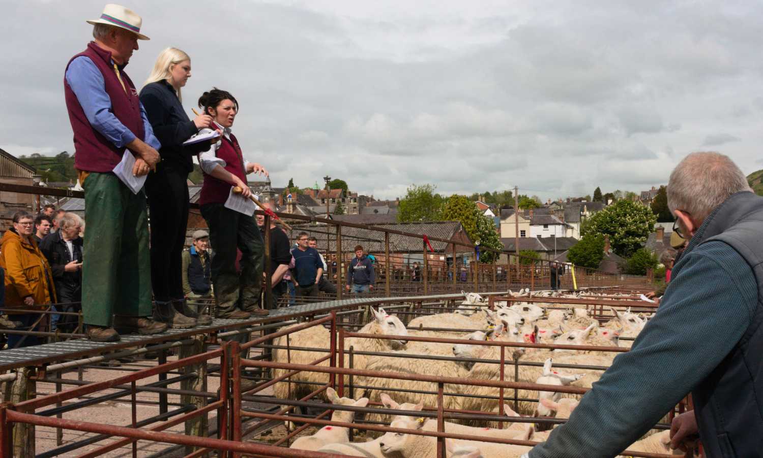 Farmers buying sheep, three