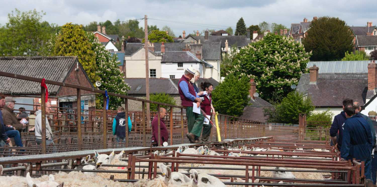 Farmers buying sheep, four