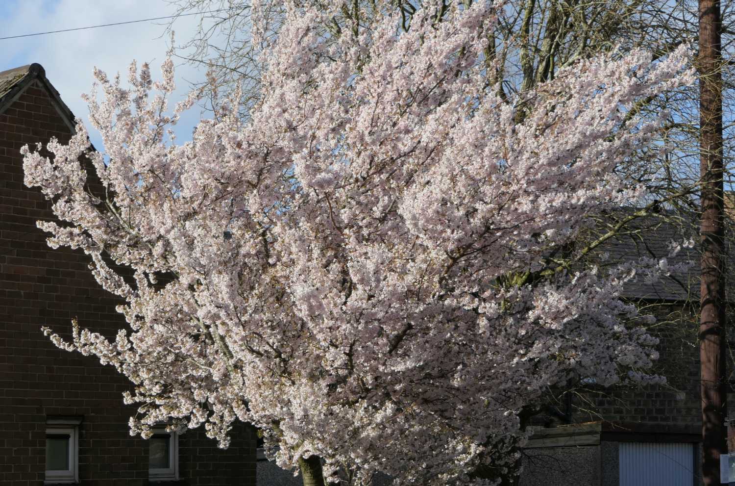 Cherry tree opposite our house in bloom
