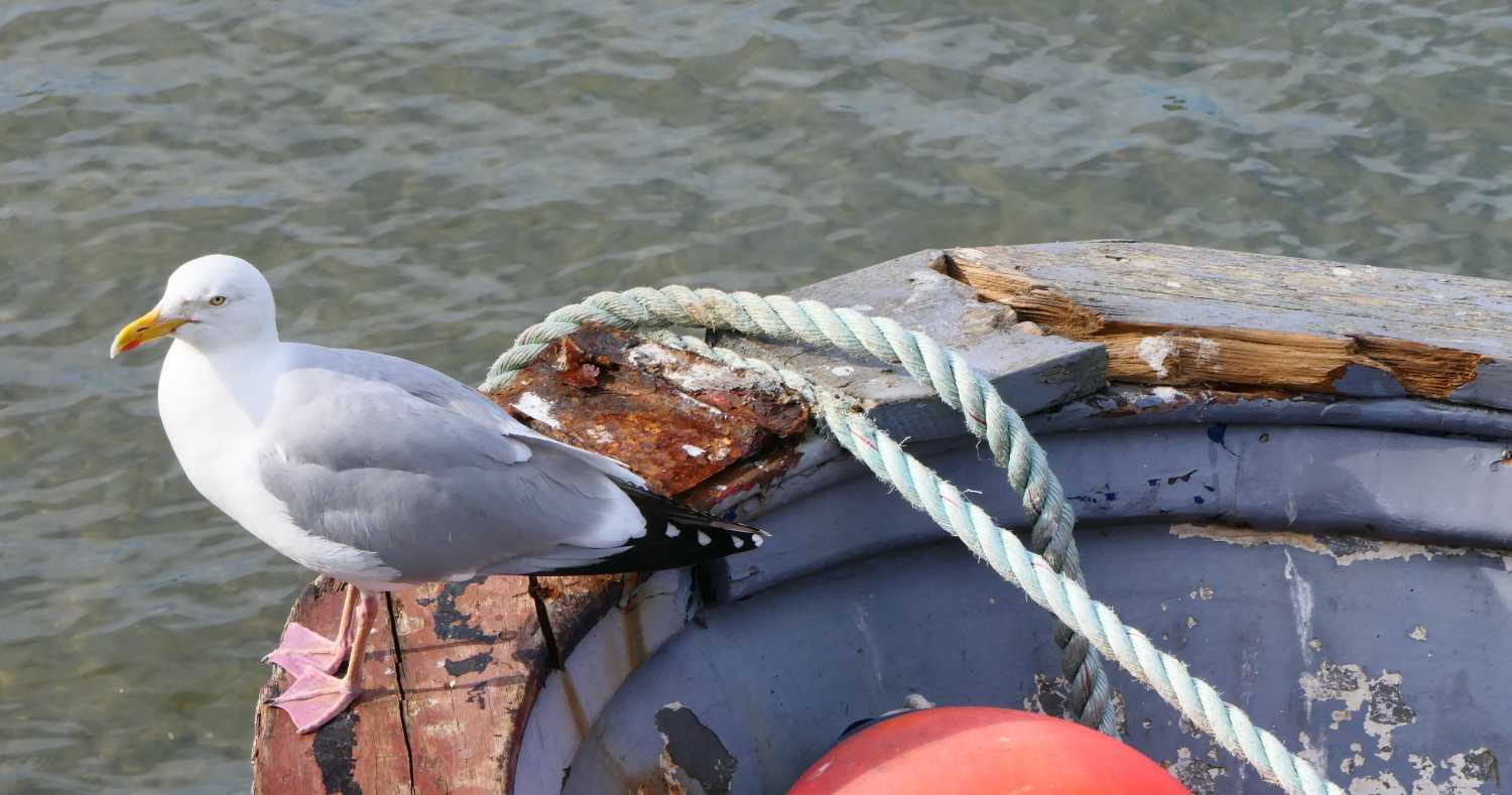 Seagull on a Boat