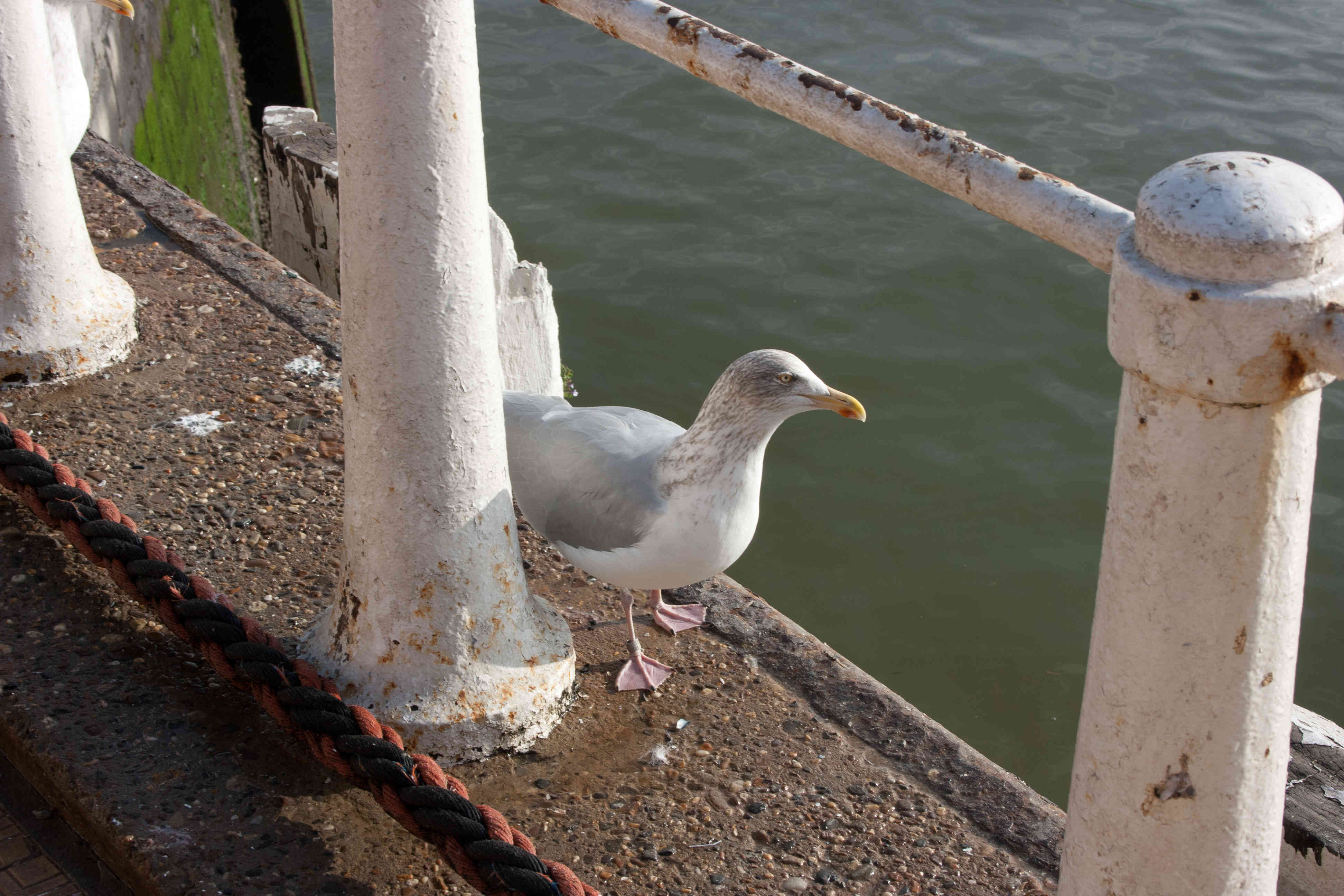 Astende pier